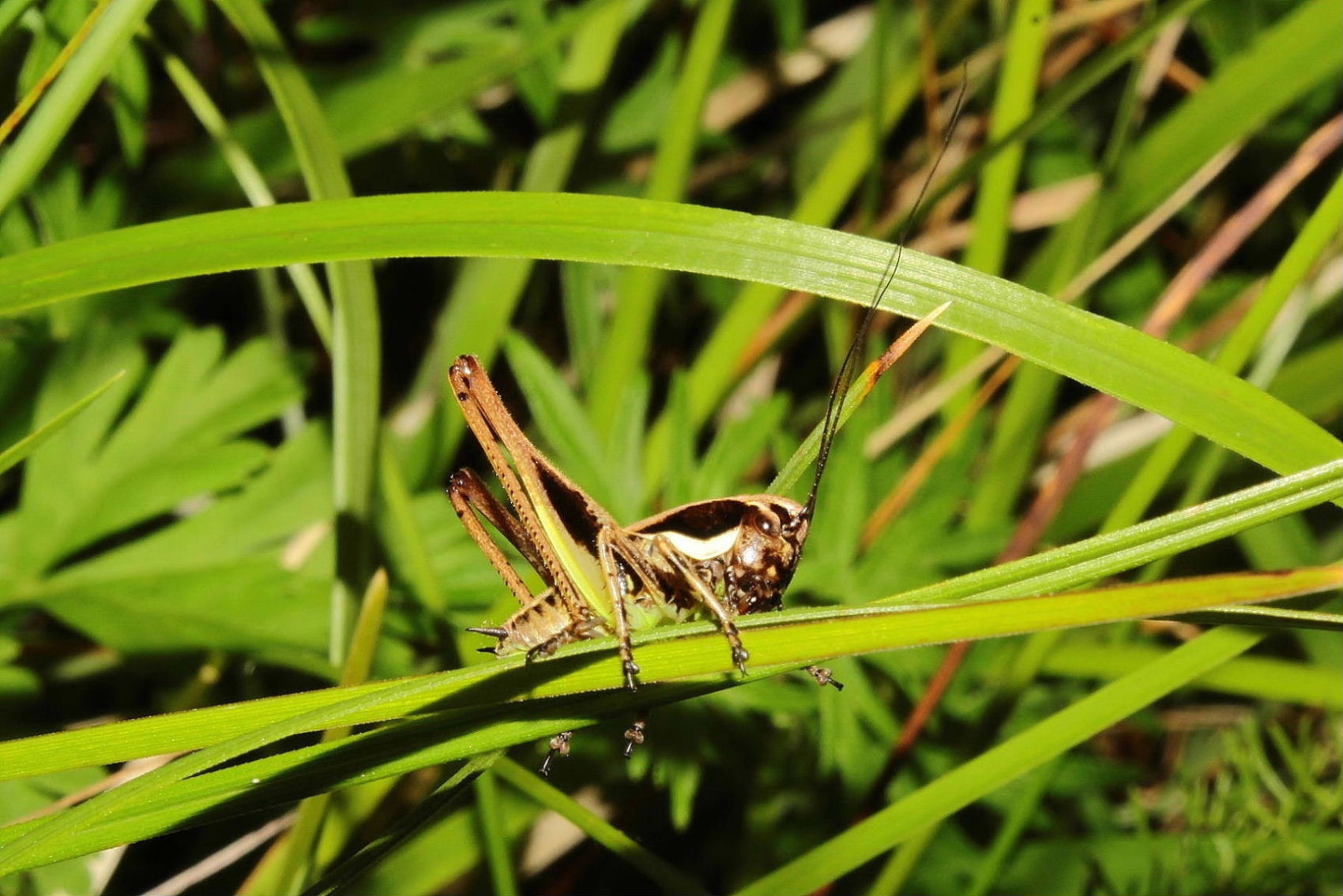 ninfa di Eupholidoptera sp.  (Tettigoniidae)